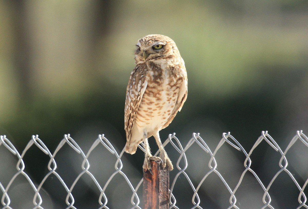 Burrowing Owl - ML620151385