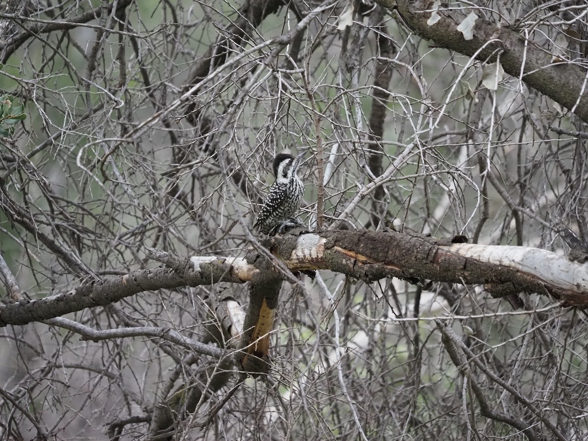 Striped Woodpecker - ML620151386