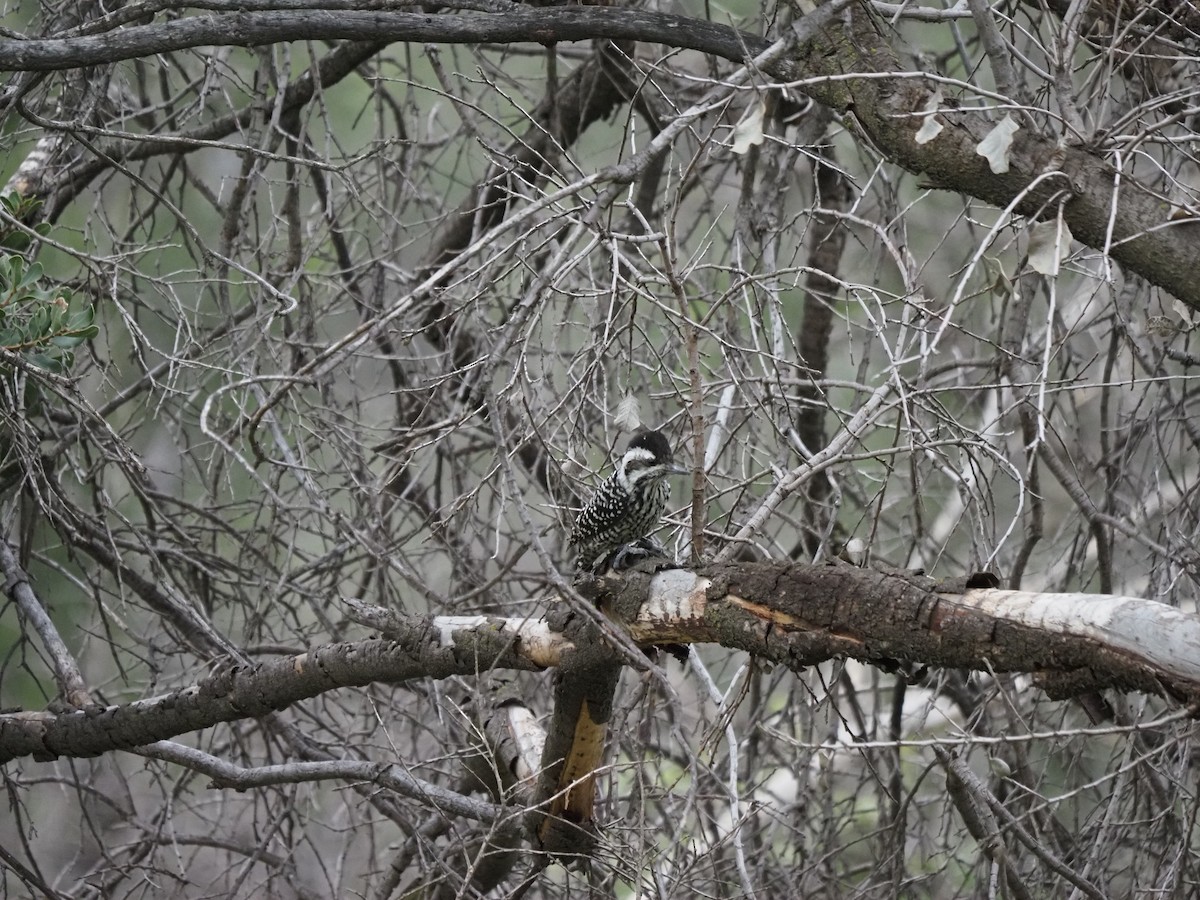 Striped Woodpecker - Clemente Sanchez