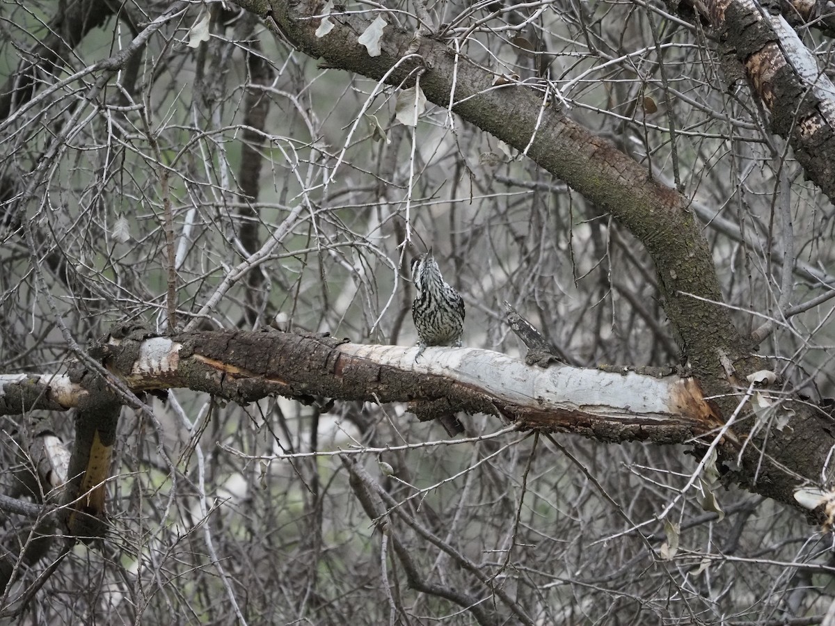 Striped Woodpecker - ML620151388