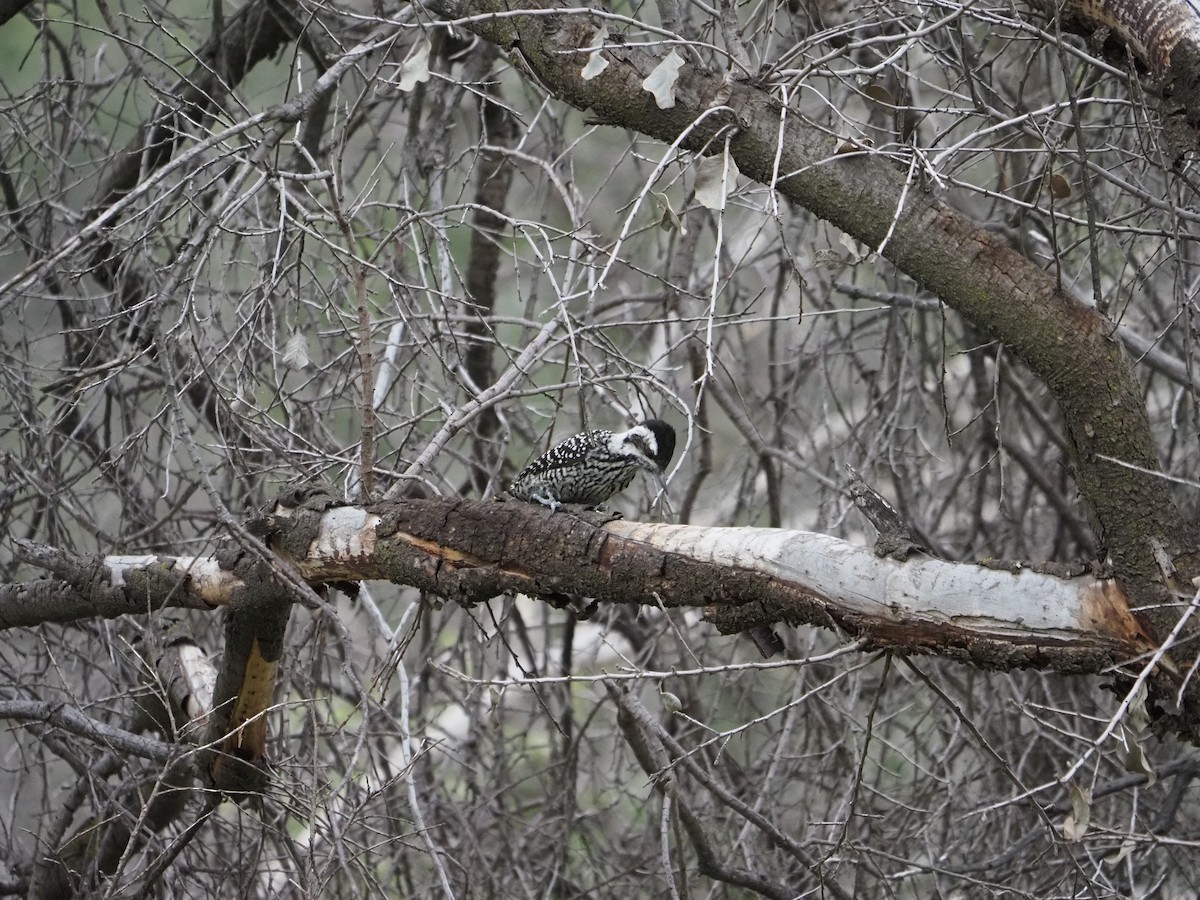 Striped Woodpecker - ML620151389
