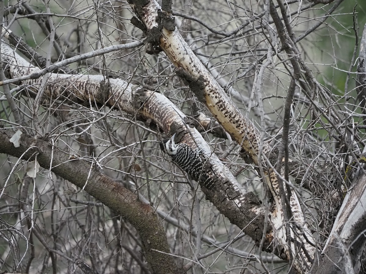 Striped Woodpecker - ML620151390