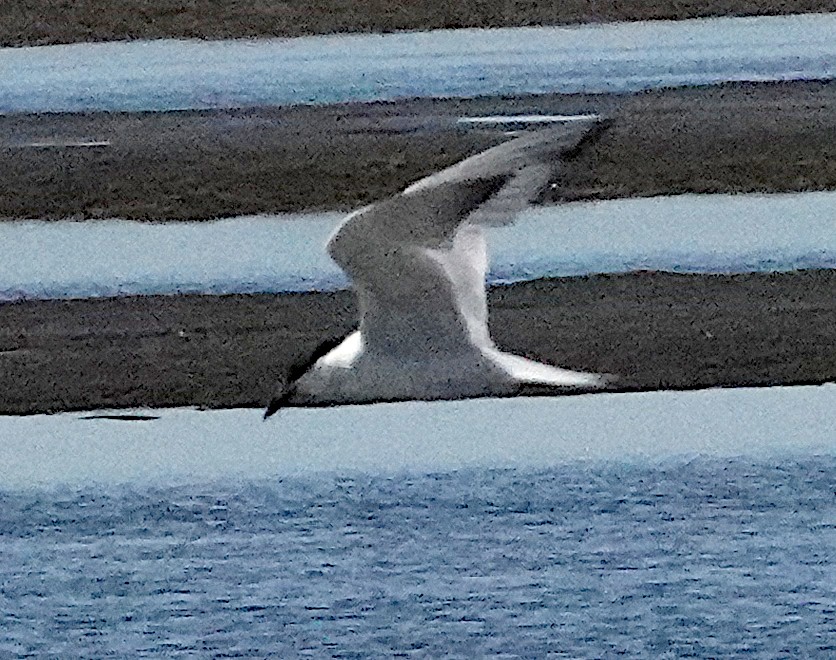 Australian Tern - ML620151394