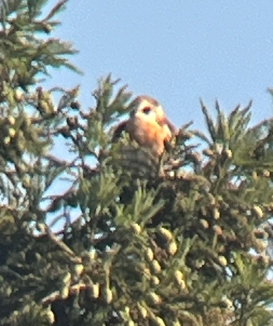 White-tailed Kite - ML620151396