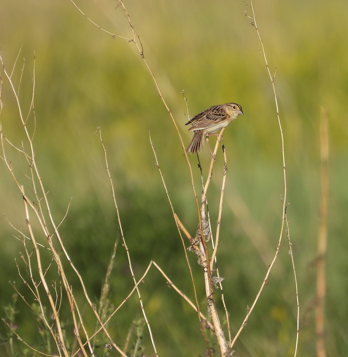 Grasshopper Sparrow - ML620151418