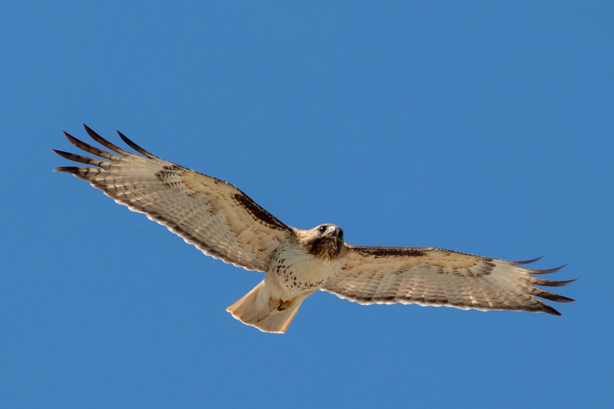 Red-tailed Hawk - ML620151419