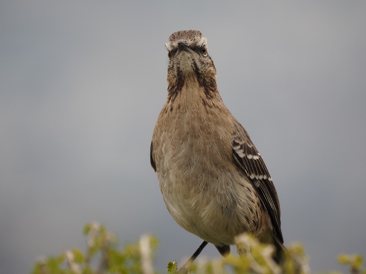 Chilean Mockingbird - ML620151425