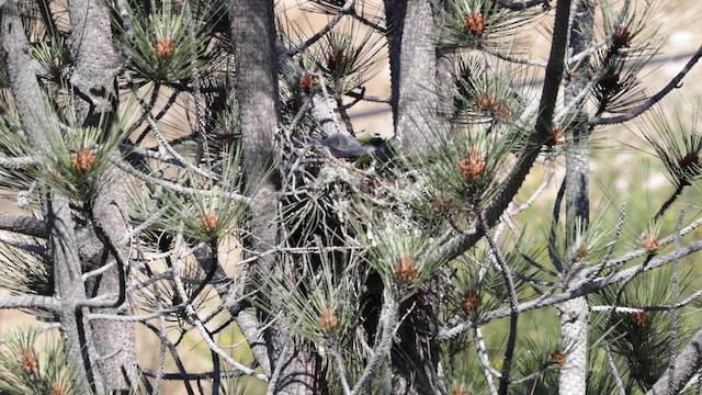 Red-shouldered Hawk (elegans) - ML620151427