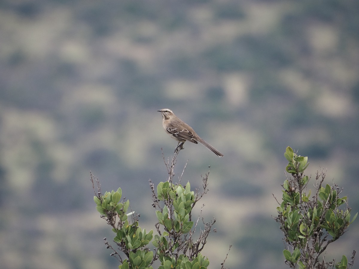 Chilean Mockingbird - ML620151428