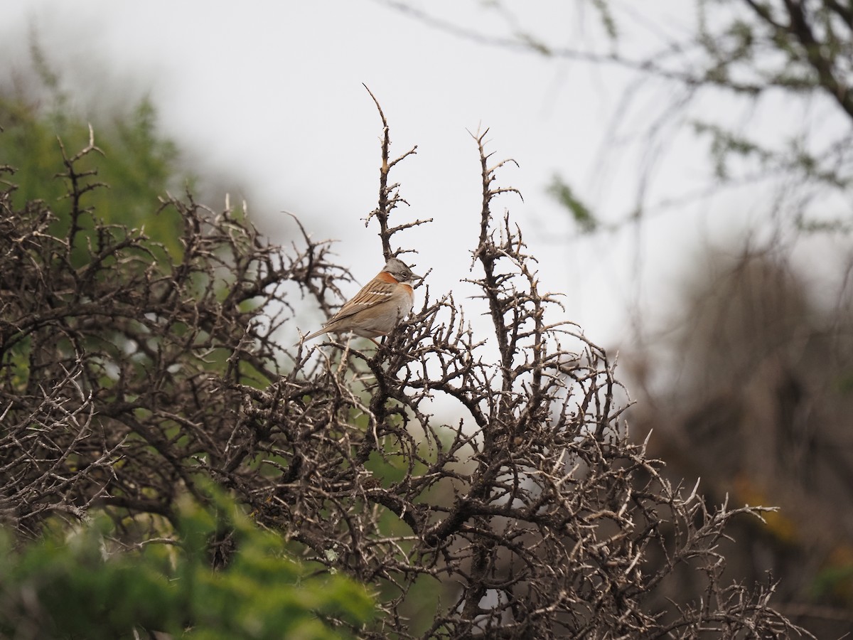 Rufous-collared Sparrow - ML620151436