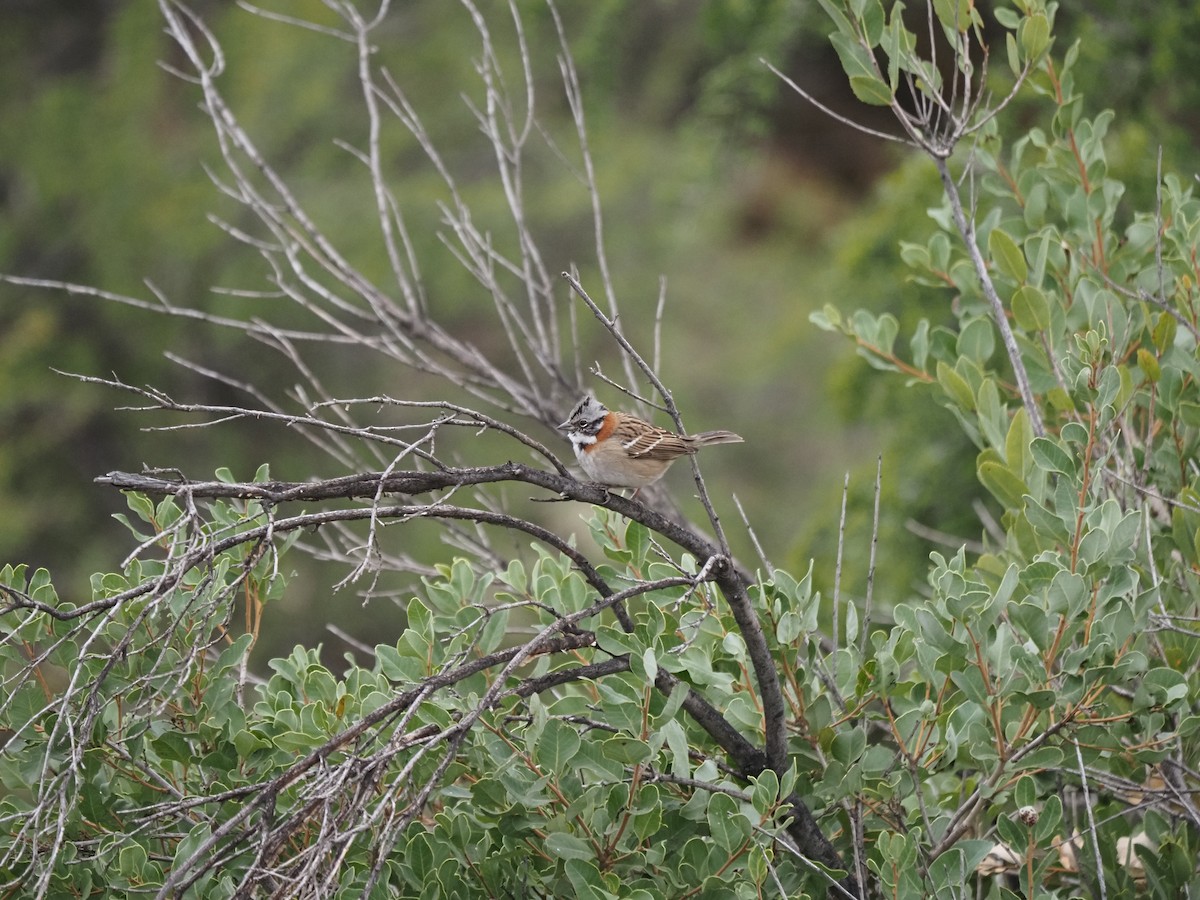 Rufous-collared Sparrow - ML620151437