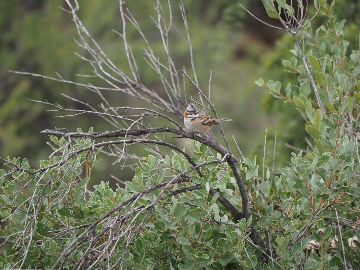 Rufous-collared Sparrow - Clemente Sanchez