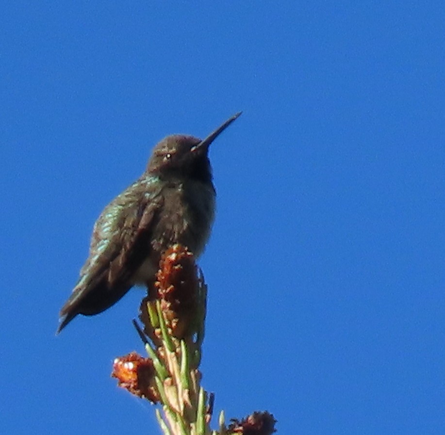 Black-chinned Hummingbird - ML620151444