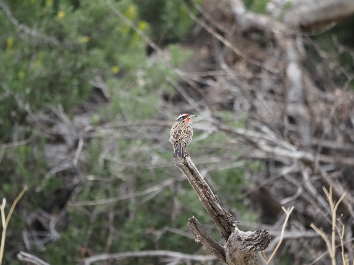 Long-tailed Meadowlark - ML620151446