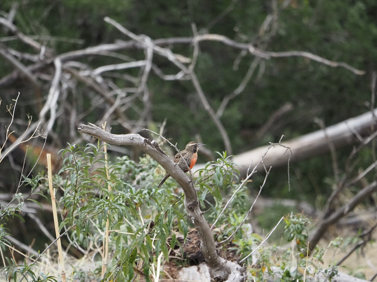 Long-tailed Meadowlark - ML620151447