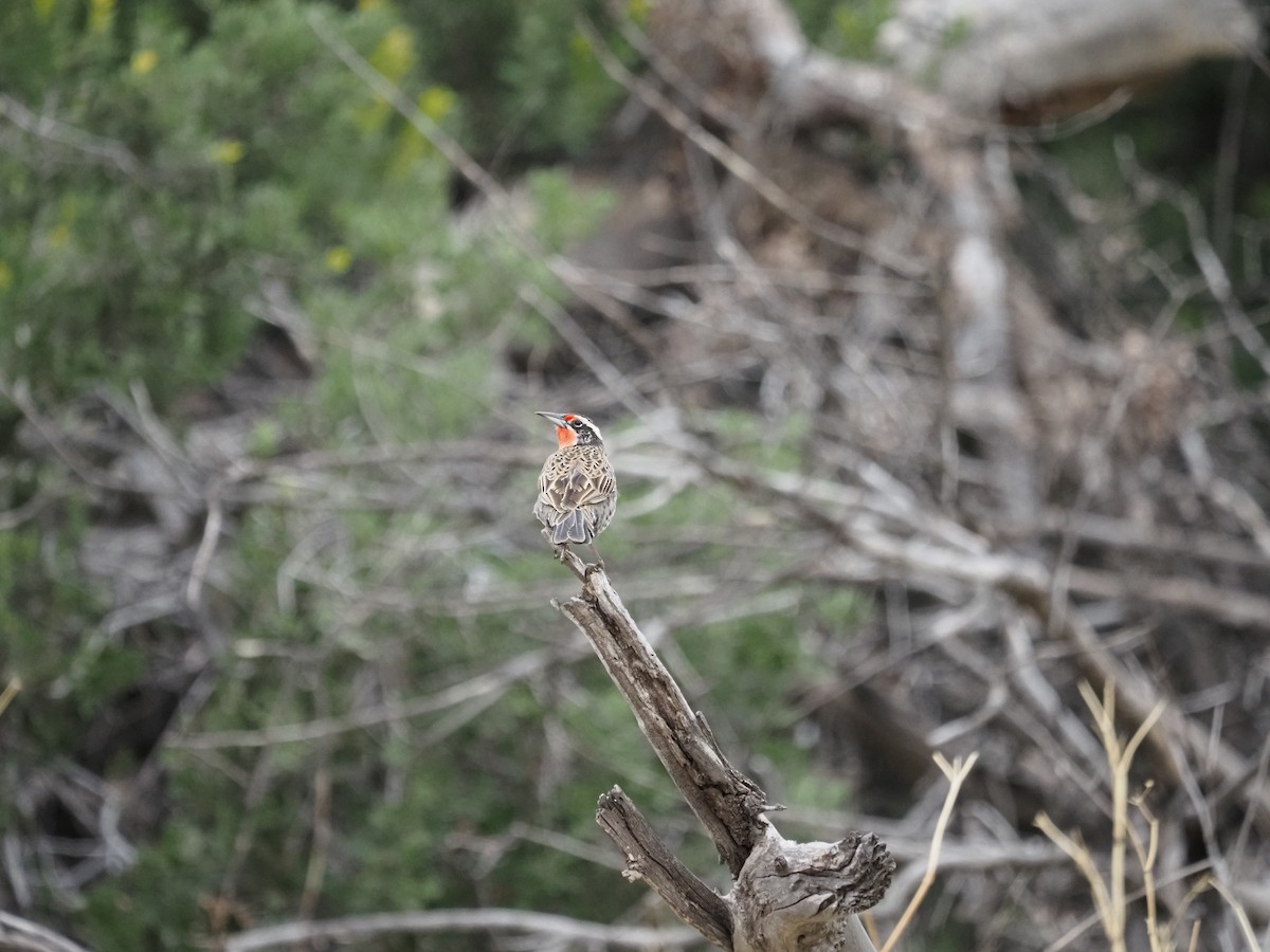 Long-tailed Meadowlark - ML620151448