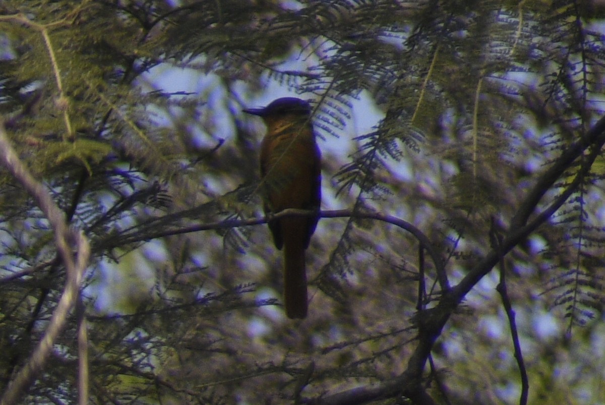 Rufous Flycatcher - ML620151449