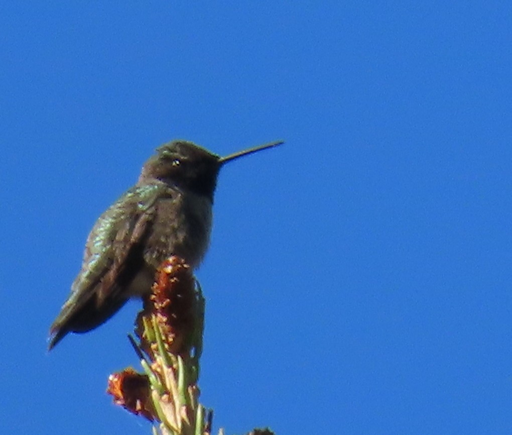 Black-chinned Hummingbird - ML620151450