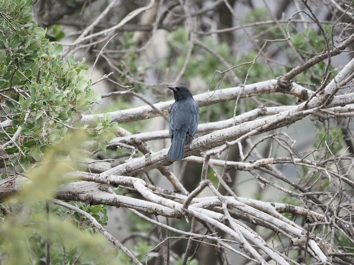 Austral Blackbird - ML620151452
