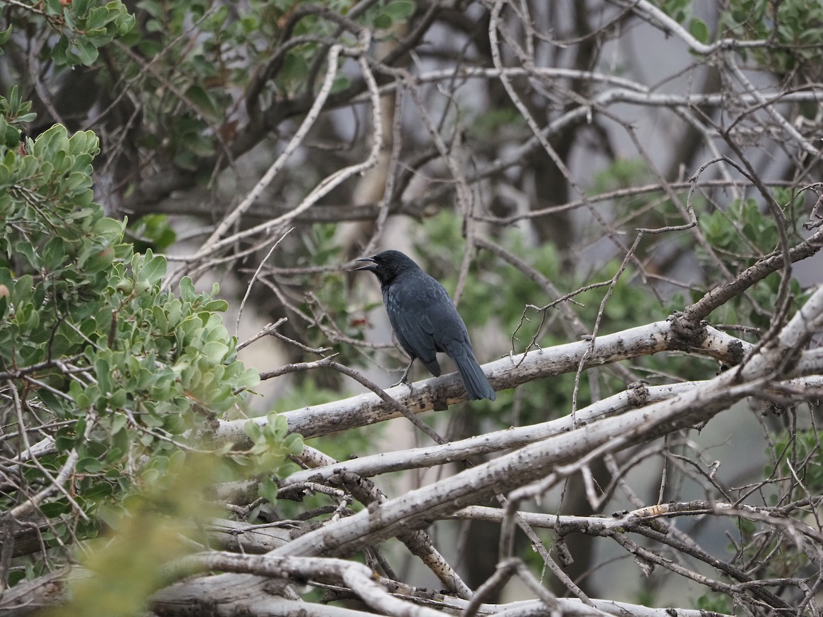 Austral Blackbird - ML620151453