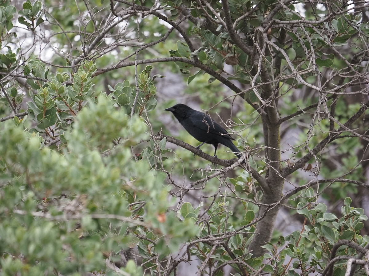 Austral Blackbird - ML620151454