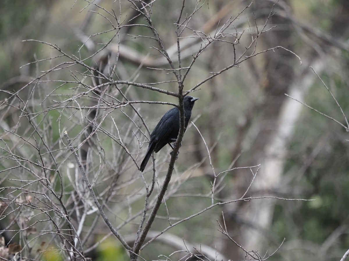 Austral Blackbird - ML620151455