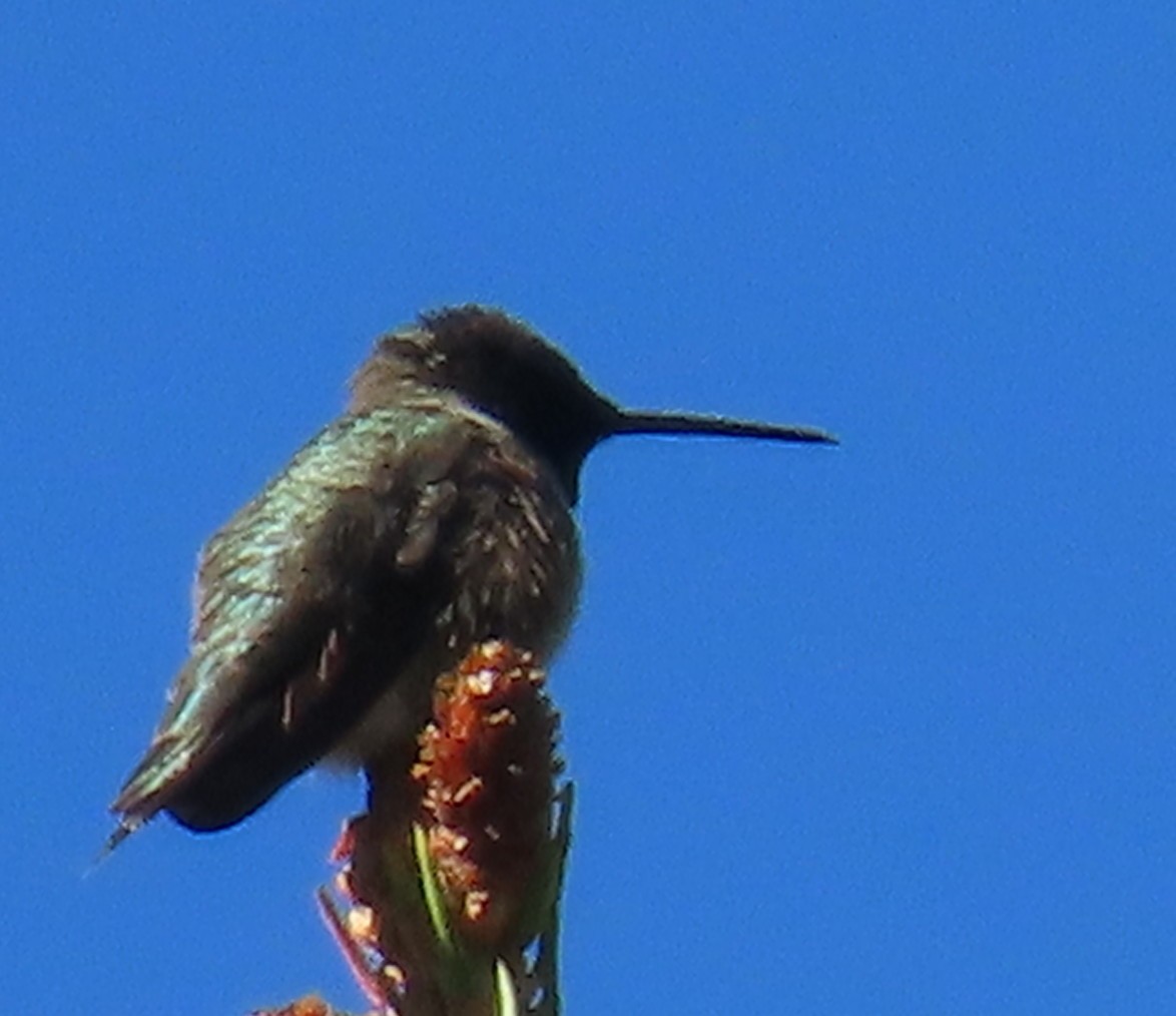 Black-chinned Hummingbird - ML620151461