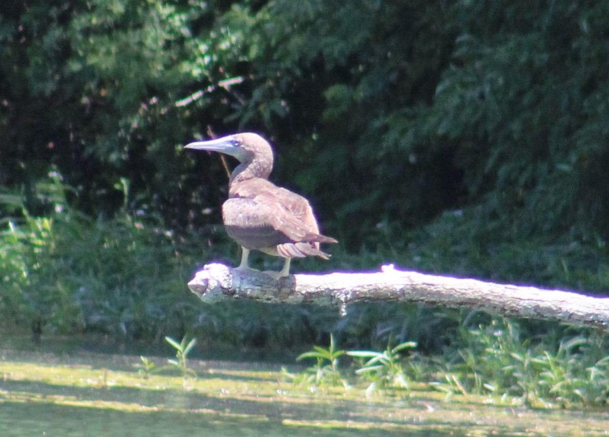 Brown Booby - ML620151465