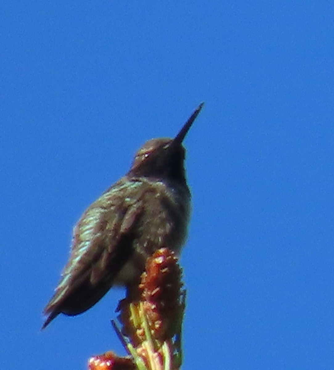 Black-chinned Hummingbird - ML620151467