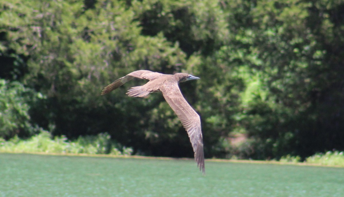 Brown Booby - ML620151469