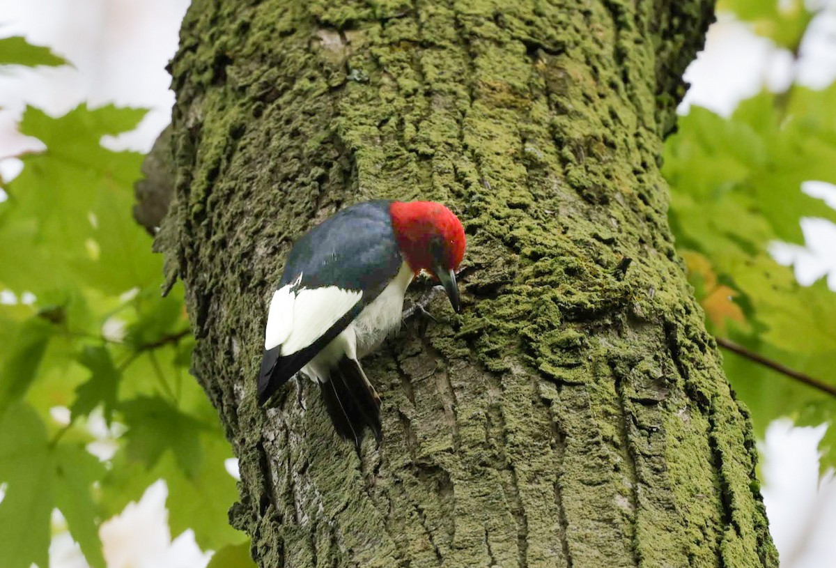 Red-headed Woodpecker - ML620151485