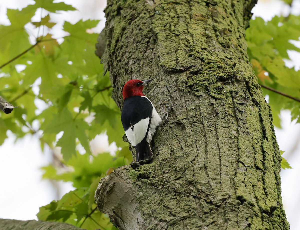 Red-headed Woodpecker - ML620151487
