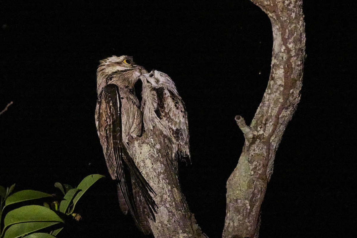 Northern Potoo - ML620151500