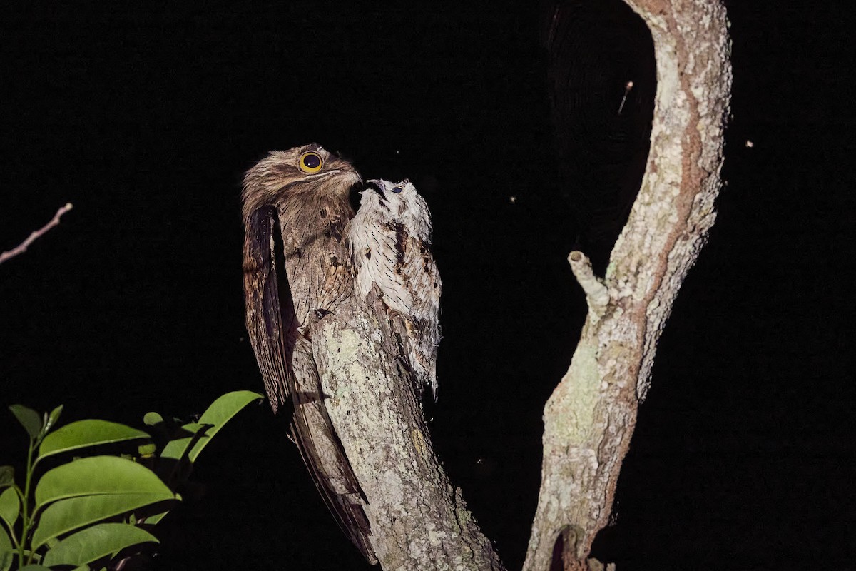 Northern Potoo - ML620151508