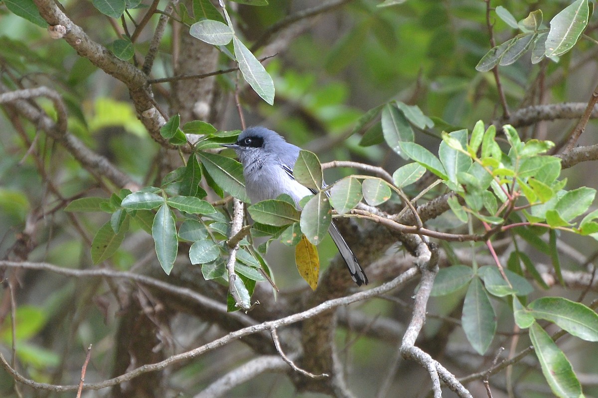 Masked Gnatcatcher - ML620151514