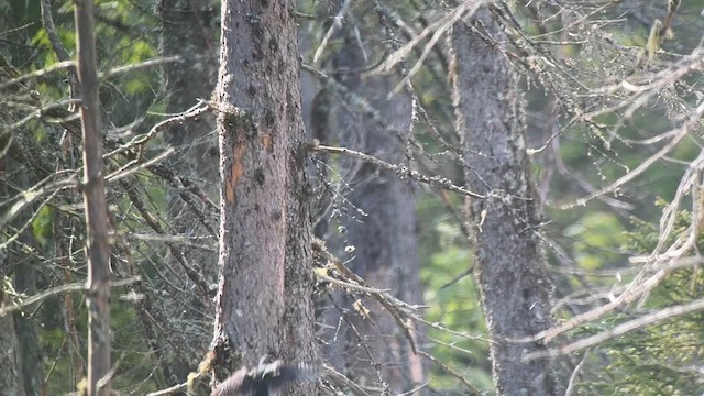 Black-backed Woodpecker - ML620151517