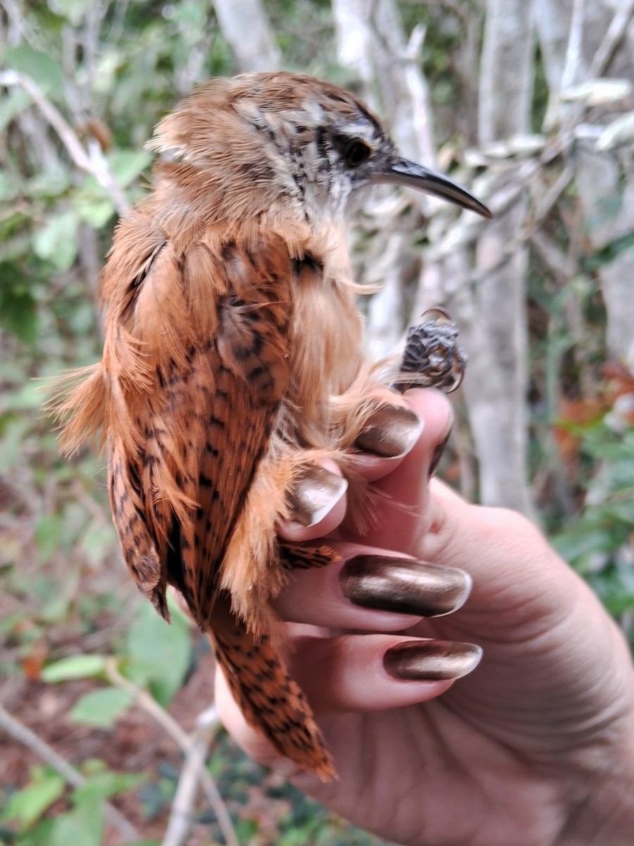 Long-billed Wren - ML620151522