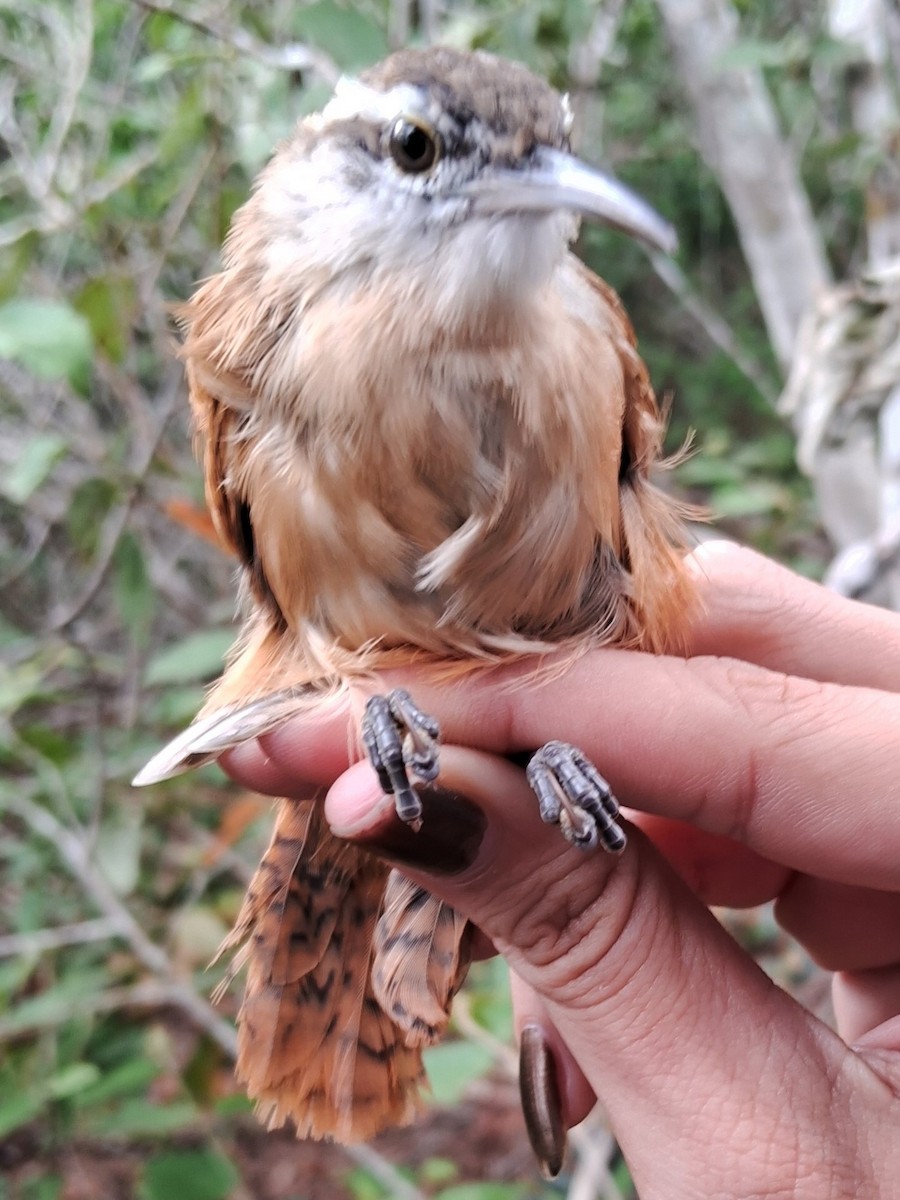 Long-billed Wren - Valeria Torrado