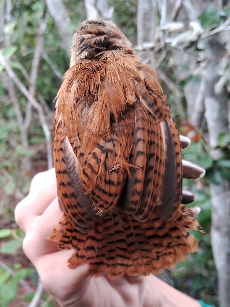 Long-billed Wren - ML620151524