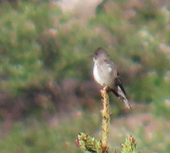 Olive-sided Flycatcher - ML620151527