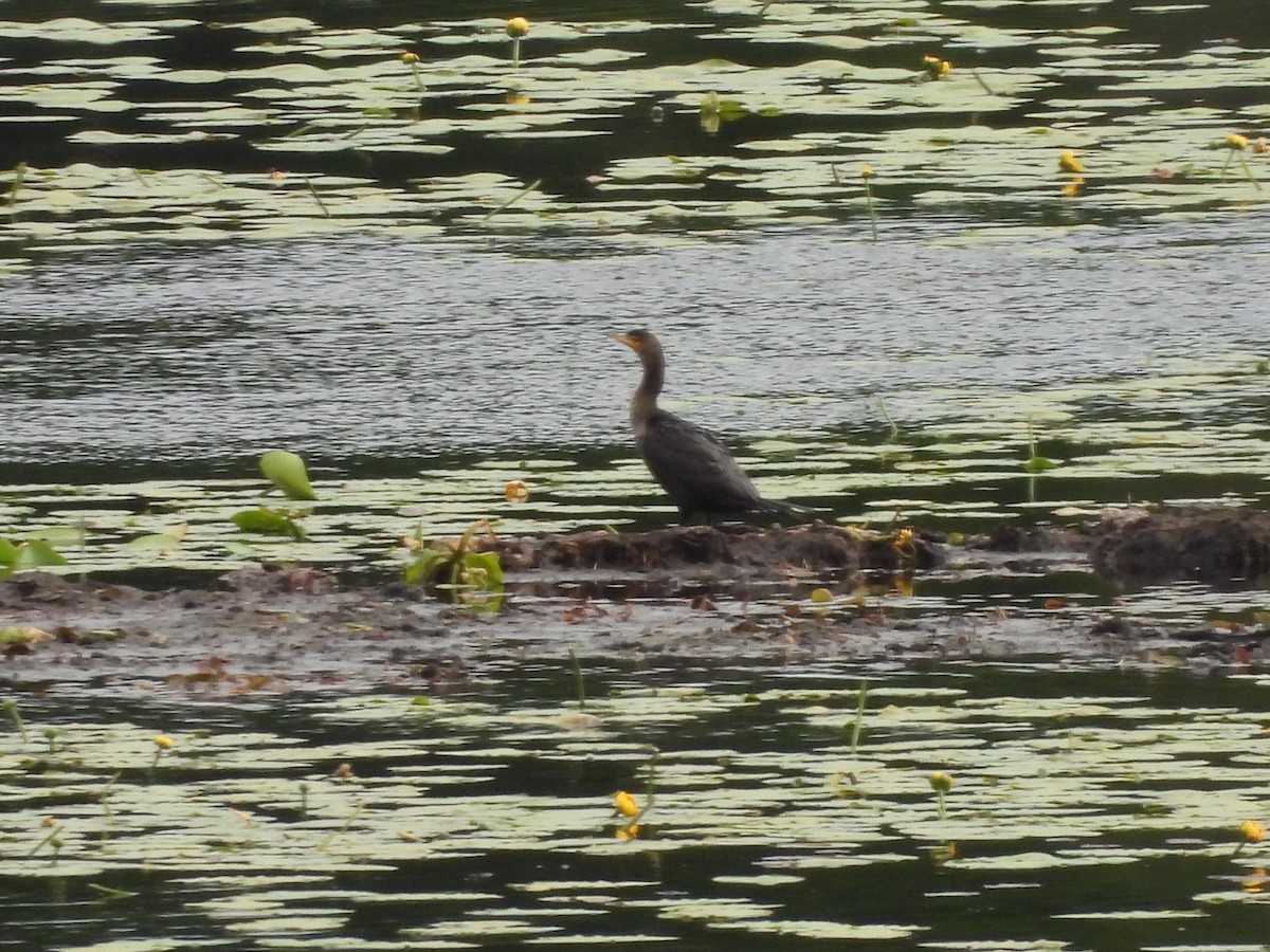 Cormorán Orejudo - ML620151543