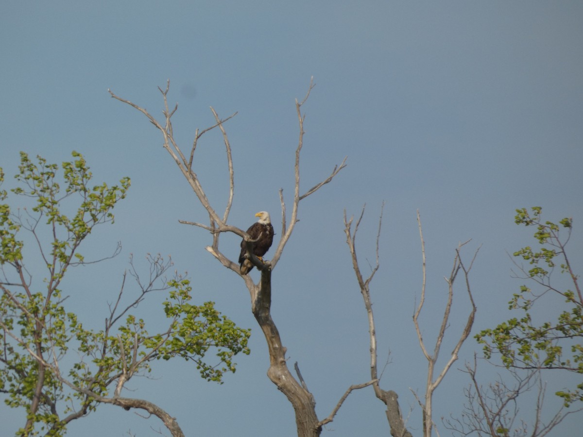 Bald Eagle - ML620151553