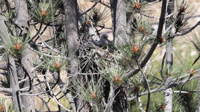 Red-shouldered Hawk (elegans) - ML620151563