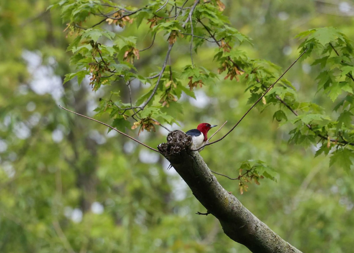 Red-headed Woodpecker - ML620151566