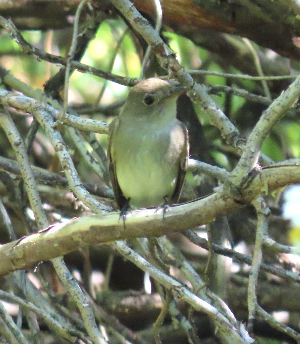 Willow Flycatcher - ML620151568