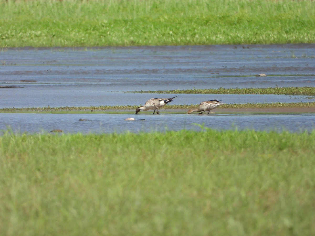 Northern Pintail - ML620151569