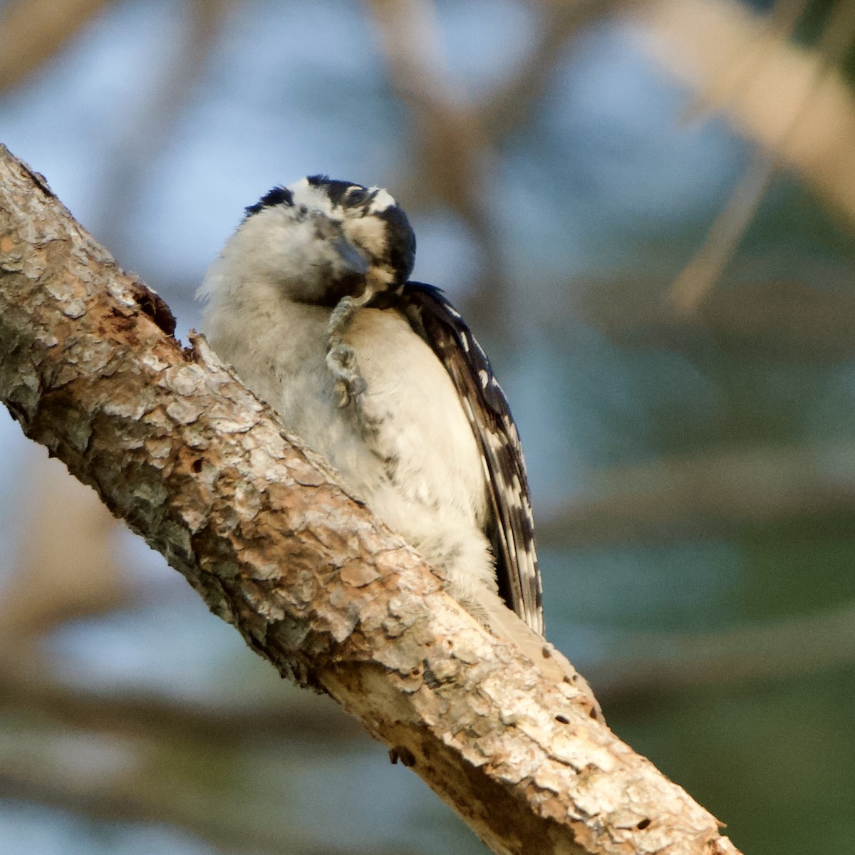 Downy Woodpecker (Eastern) - ML620151572
