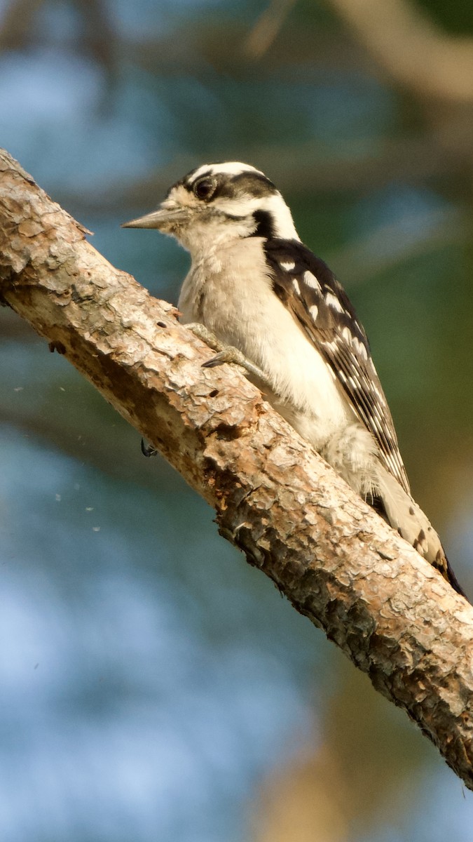 Downy Woodpecker (Eastern) - ML620151573