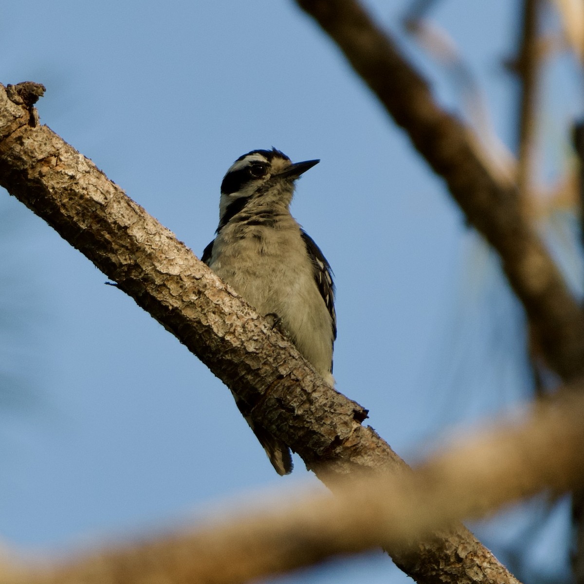 Downy Woodpecker (Eastern) - ML620151574