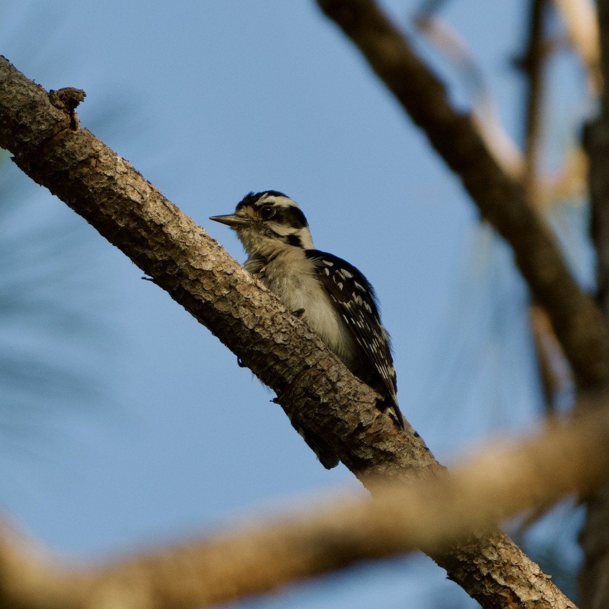 セジロコゲラ（pubescens／medianus） - ML620151575